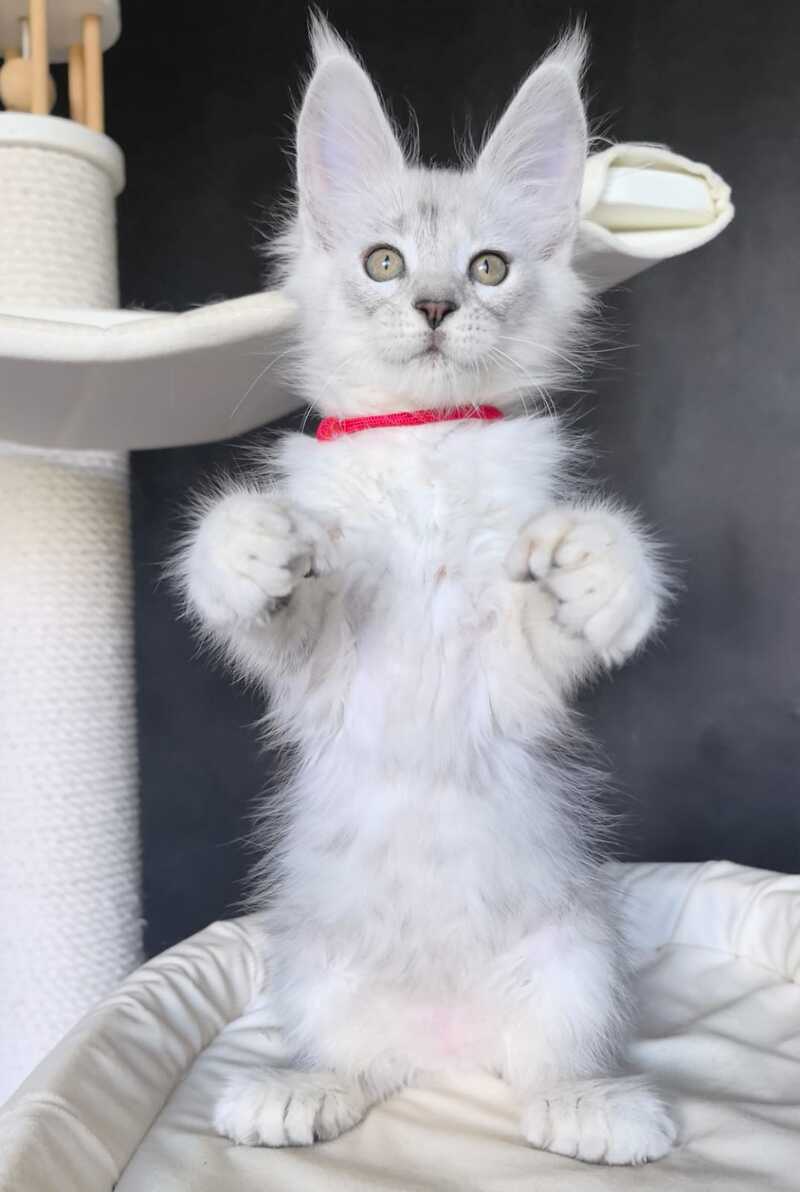 Uslada Maine Coon polydactyl female, black silver tabby