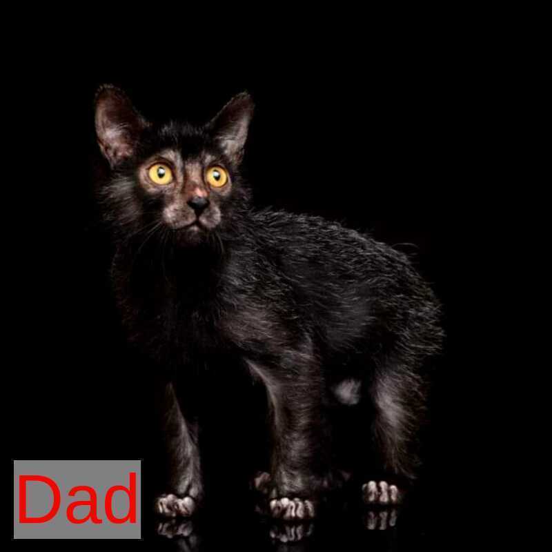 Clementine Lykoi female, black