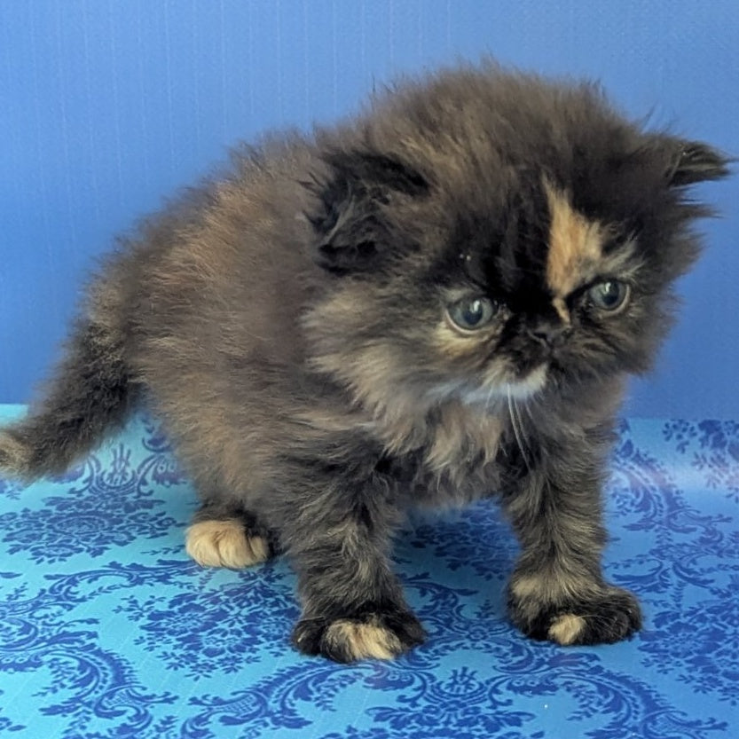 Savena Persian female, black tortie