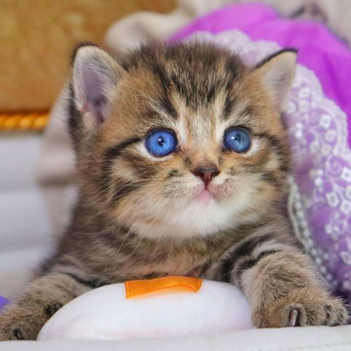 Naum British Shorthair male, black ticked tabby