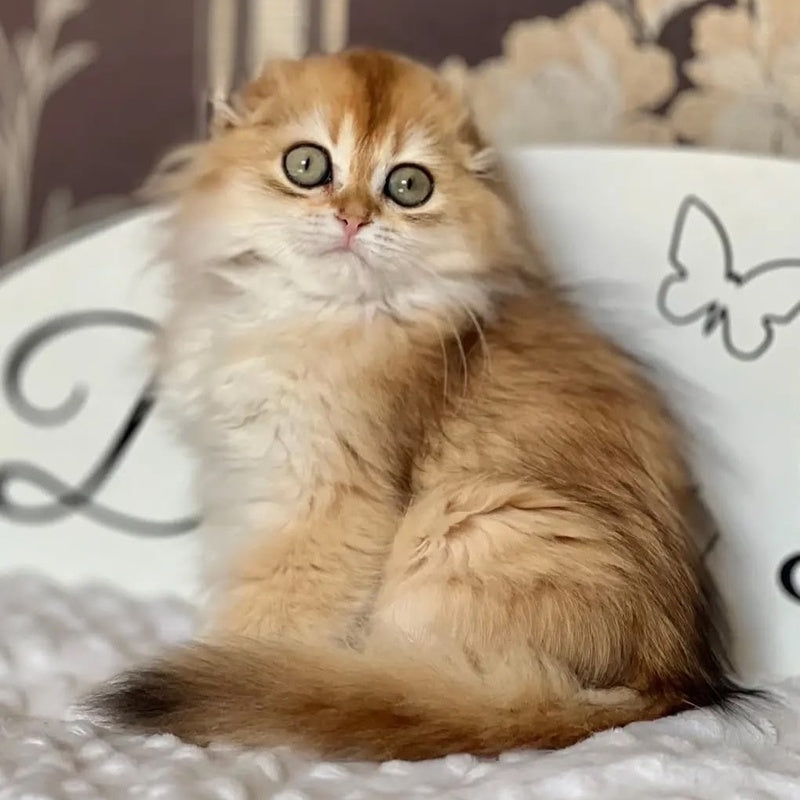 Kasablanka Scottish Fold female, black golden shaded