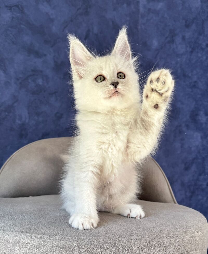 Zabawa Maine Coon female black silver shaded - live animals