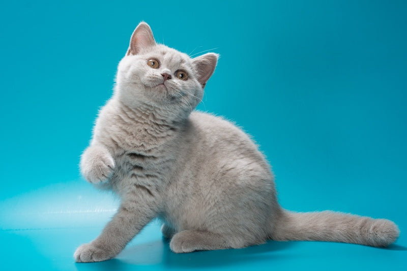 Oriana British Shorthair female, lilac