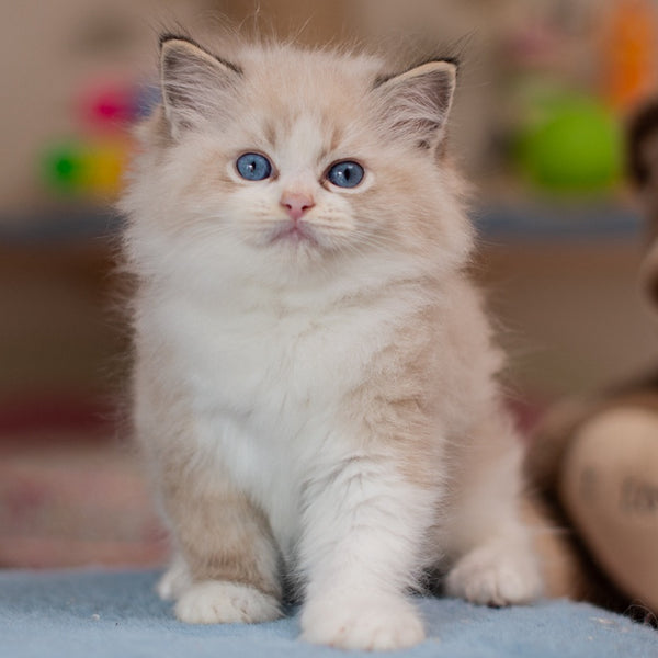Xavi Ragdoll male, seal lynx bicolour