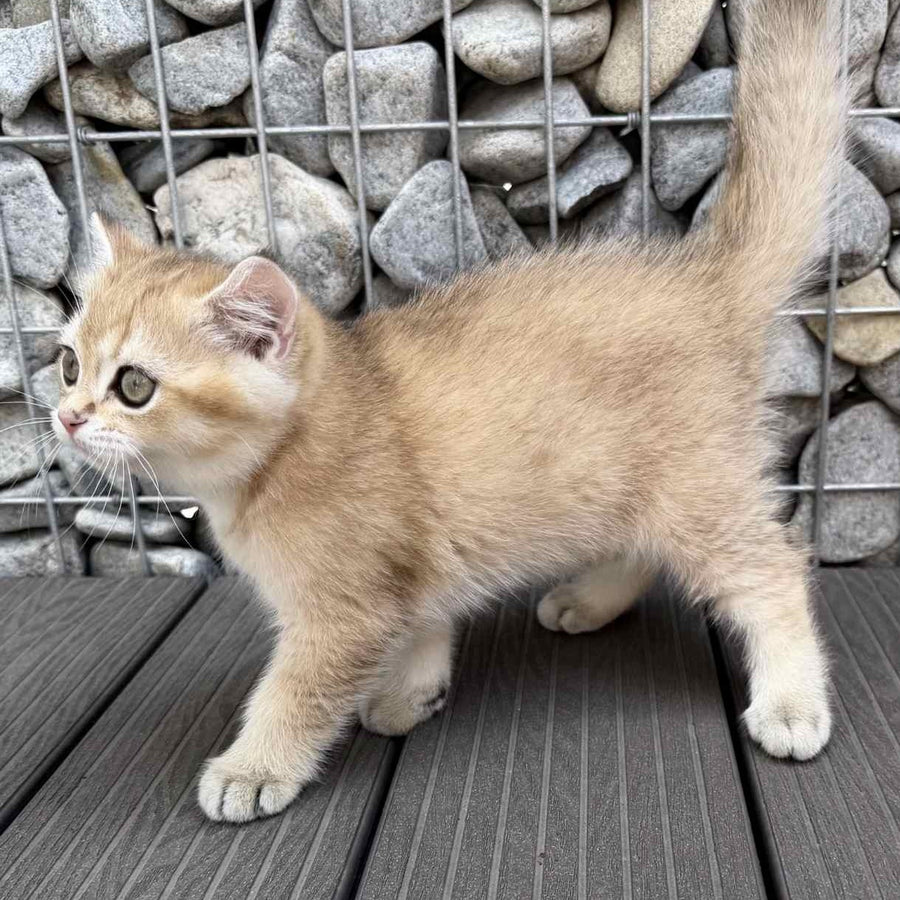 Kabachok British Shorthair male, black golden shaded