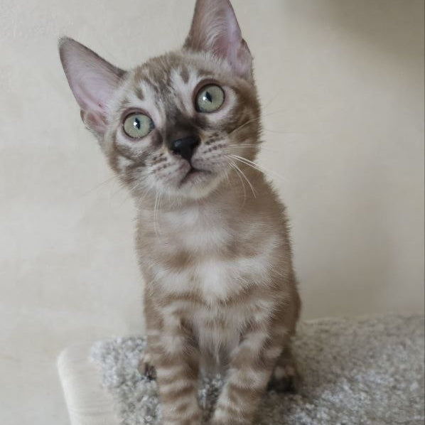 Lika Bengal female, black pointed spotted tabby