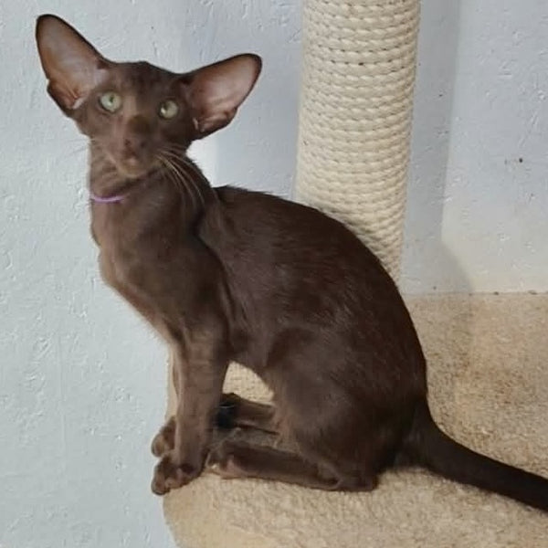 Ayla Oriental Shorthair female, chocolate