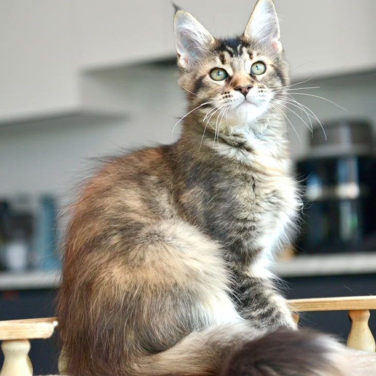 Yuna Maine Coon female, black tabby