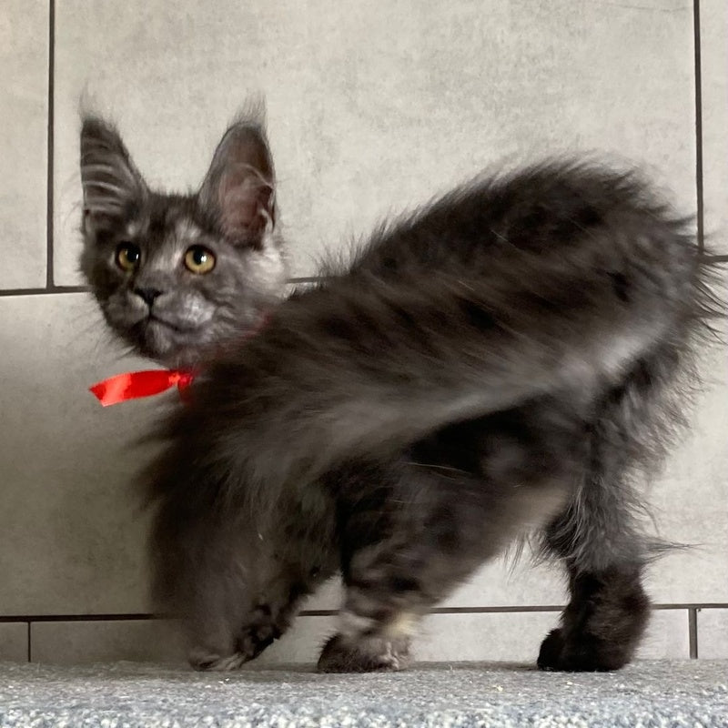 Udmurtia Maine Coon female, black silver with white
