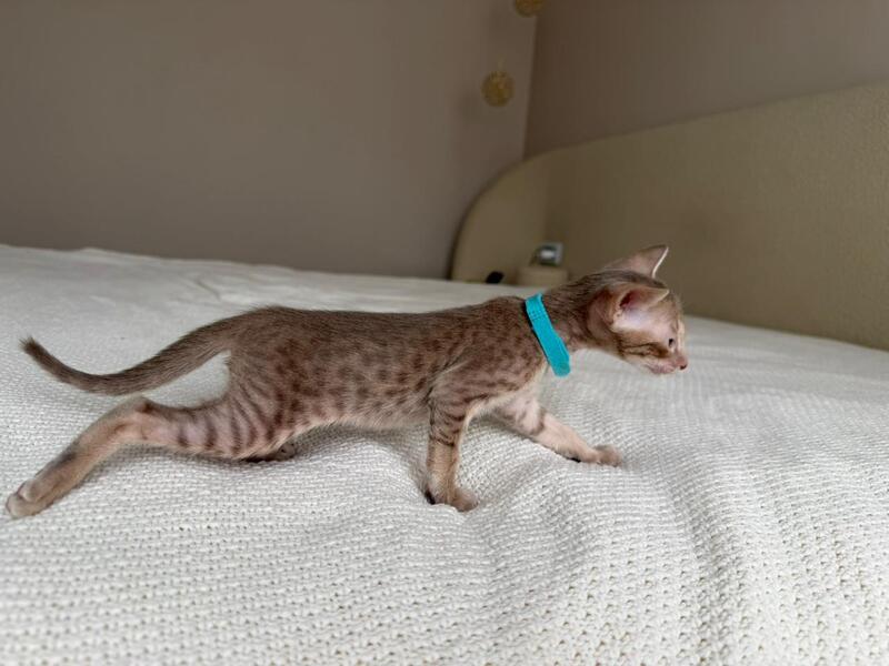 Axel Oriental Shorthair male lilac spotted tabby - live animals