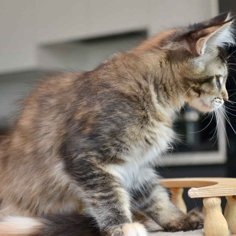 Yuna Maine Coon female, black tabby