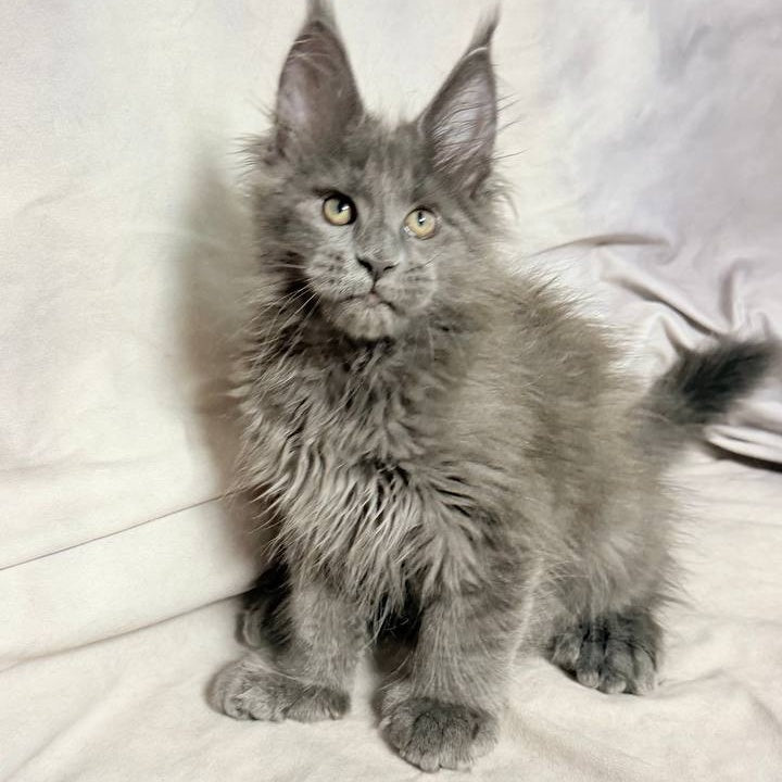 Imany Maine Coon polydactyl 5x5x6x6 female, blue silver