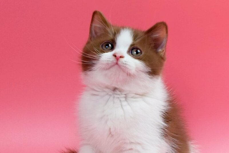 Saiman British Shorthair male, cinnamon bicolour