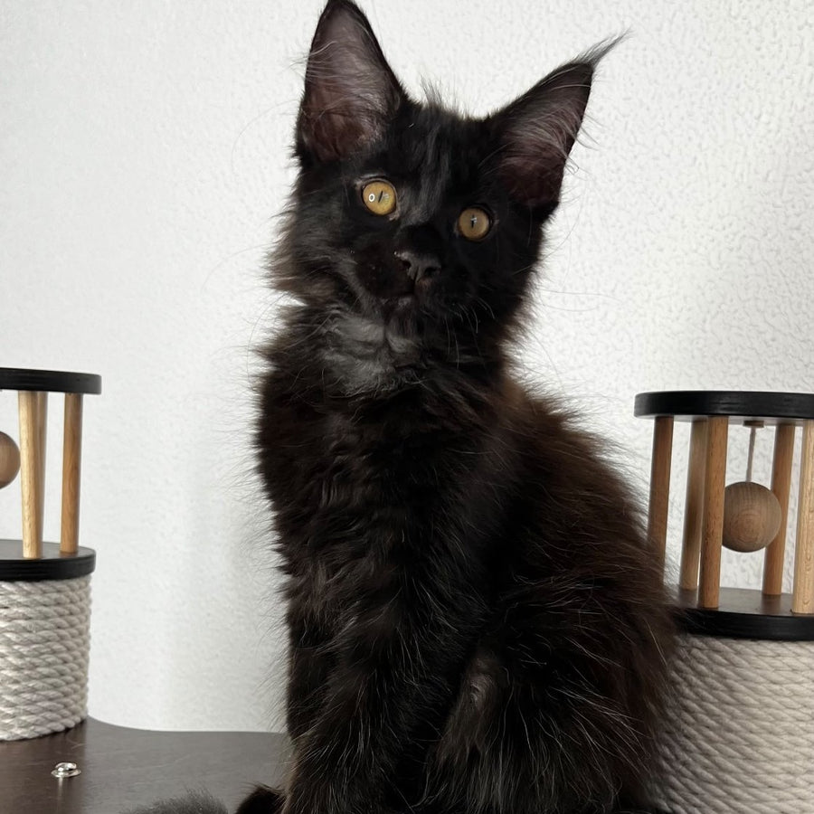 Baloo Maine Coon male, black