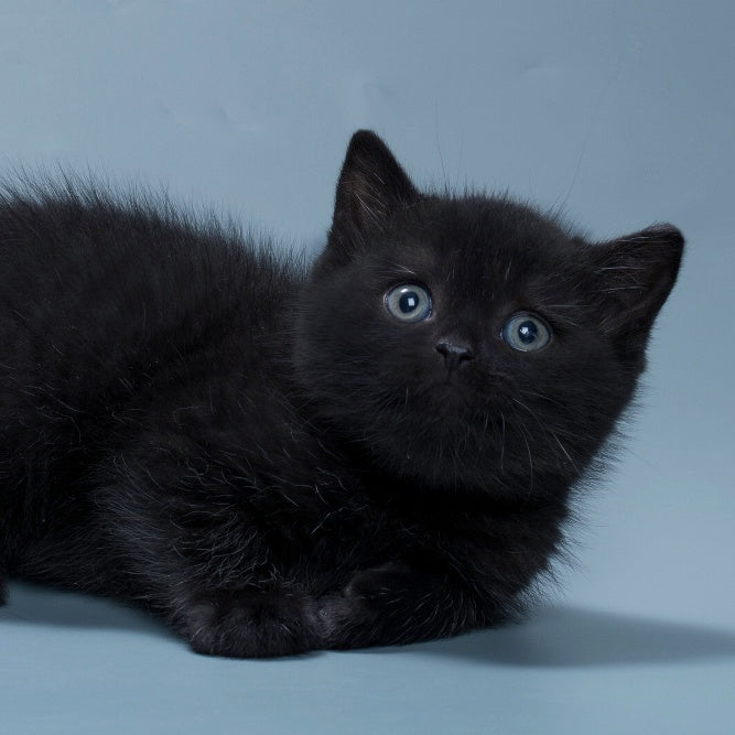 Quantum British Shorthair male, black