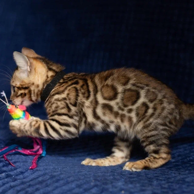 Willli Bengal male, black spotted tabby
