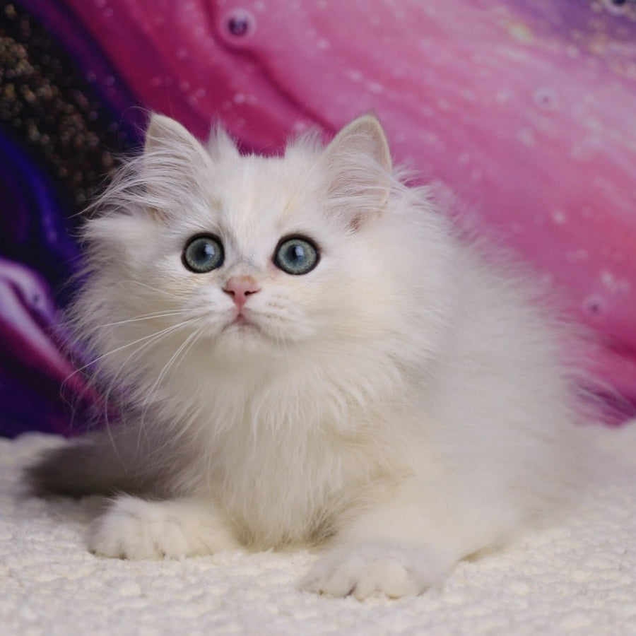 York British Longhair male, black silver chinchilla