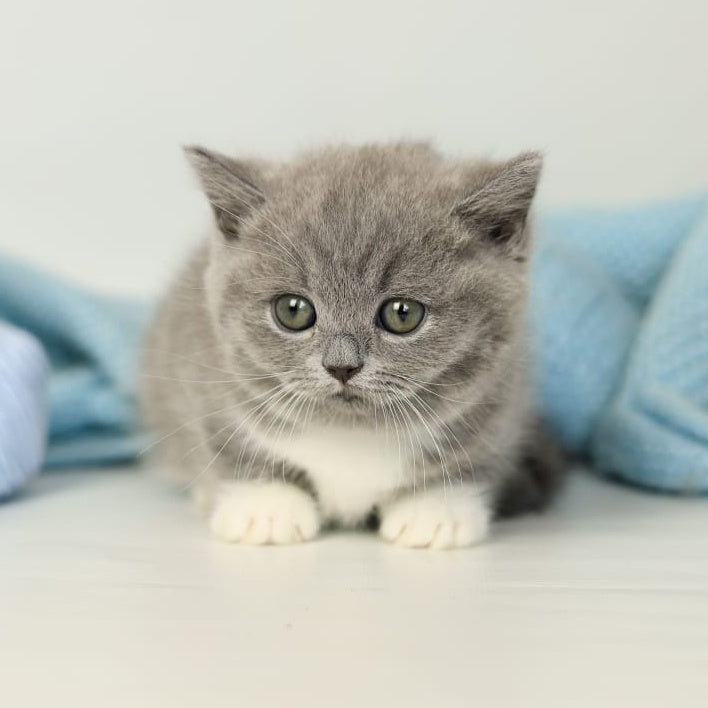 Petra British Shorthair female, blue bicolour