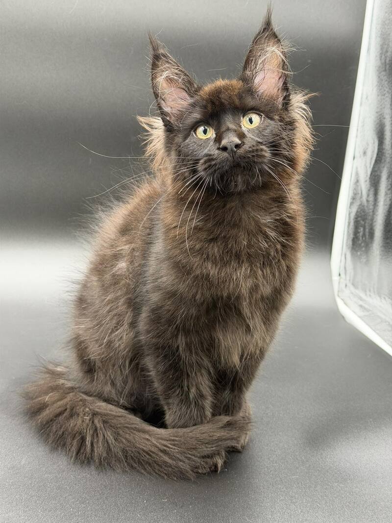 Frank Maine Coon male black - live animals