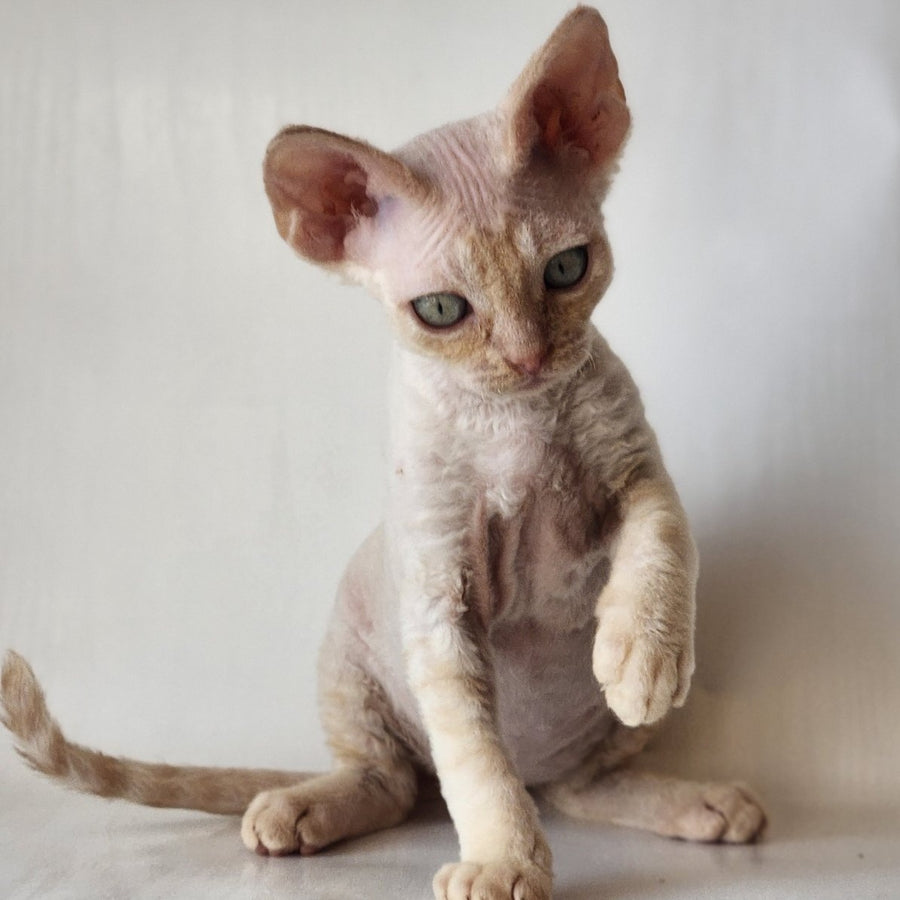 Oskar Devon Rex male, cream