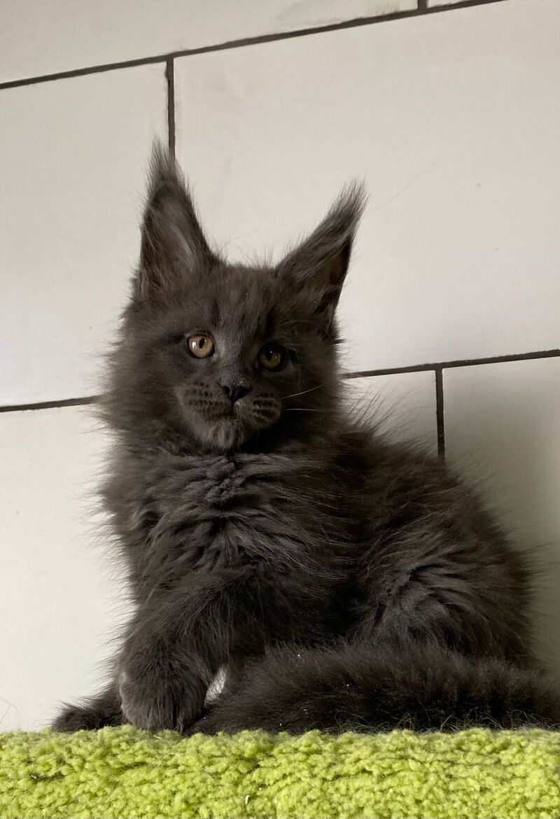 Vilyu Maine Coon polydactyl male, blue