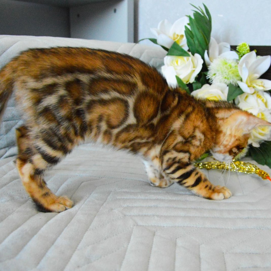 Odysseus Bengal male, black spotted tabby