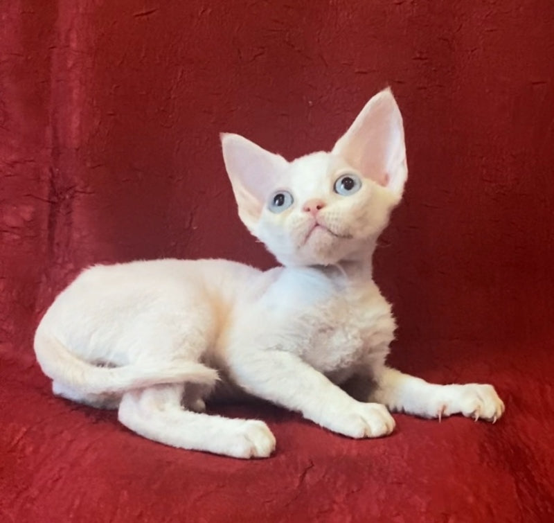 Zorro Devon Rex male, white