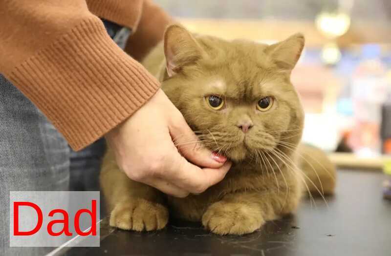 Electra British Shorthair female, black