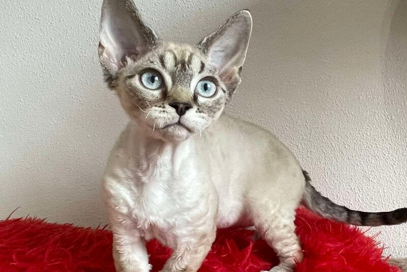 Isolde Grace Devon Rex female chocolate bicolour tabby pointed - live animals