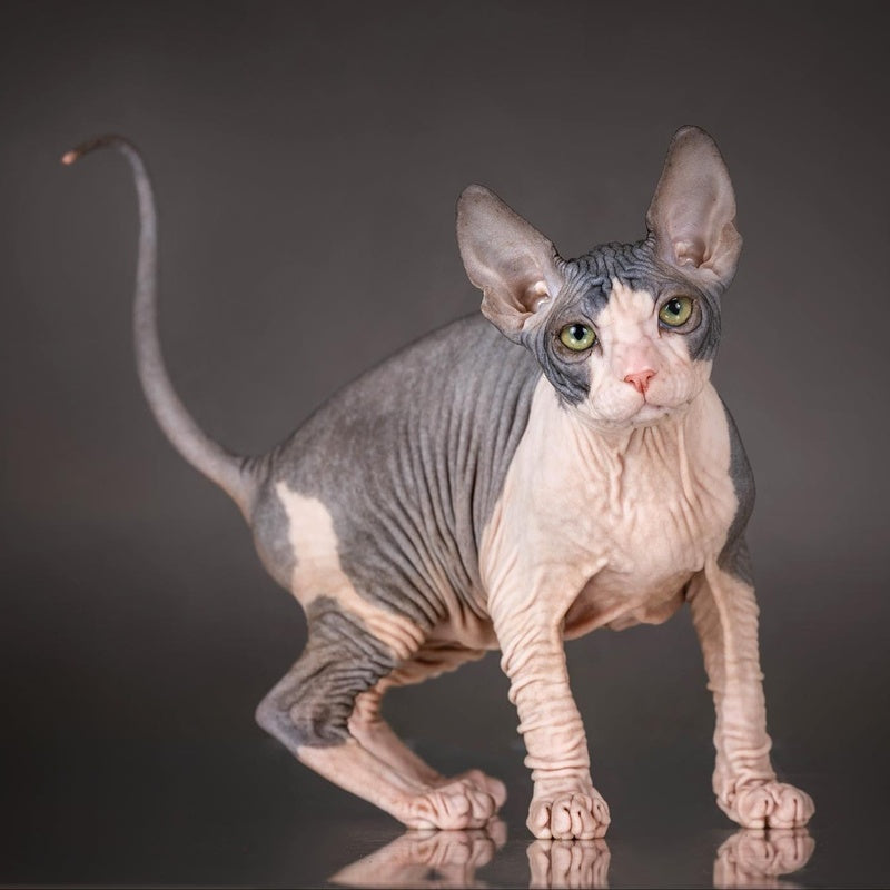 Undina Don Sphynx female, black bicolour