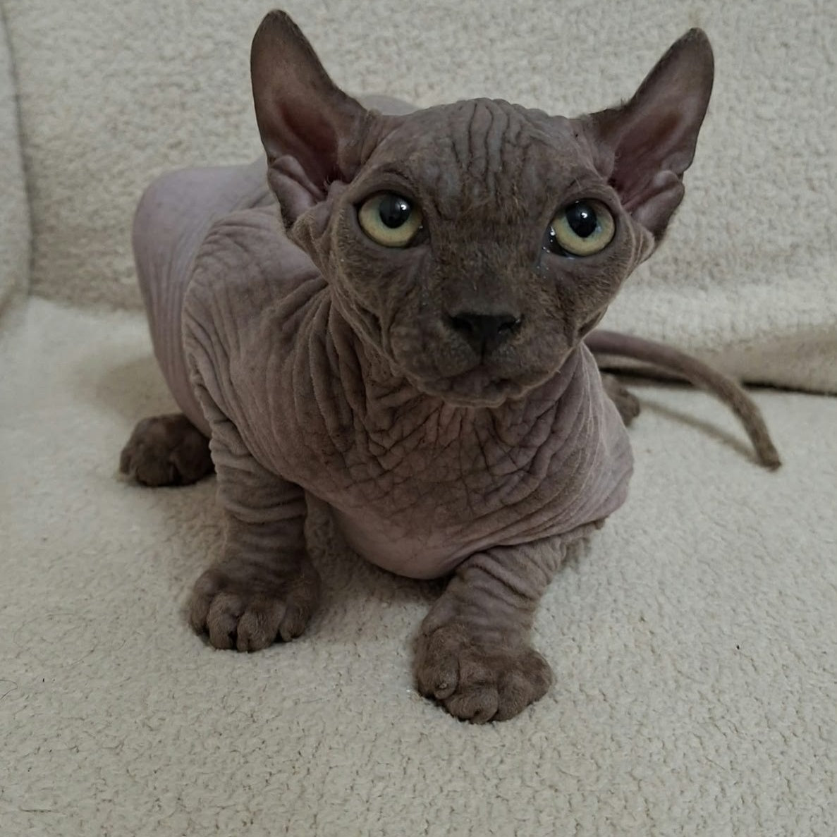 Stif Elf male, blue with white
