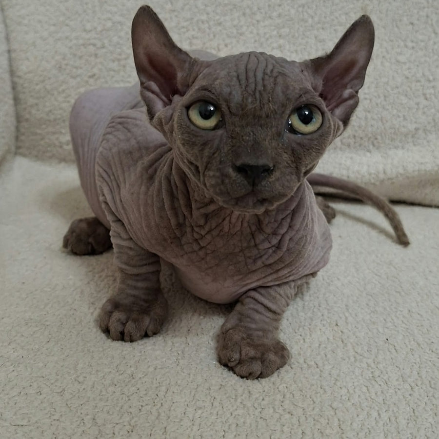 Stif Elf male, blue with white