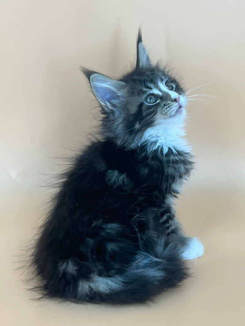 Bershka Maine Coon female, black tortie tabby bicolour