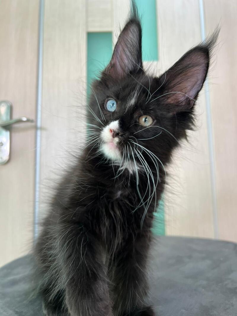 Nolan Maine Coon male black with white - live animals
