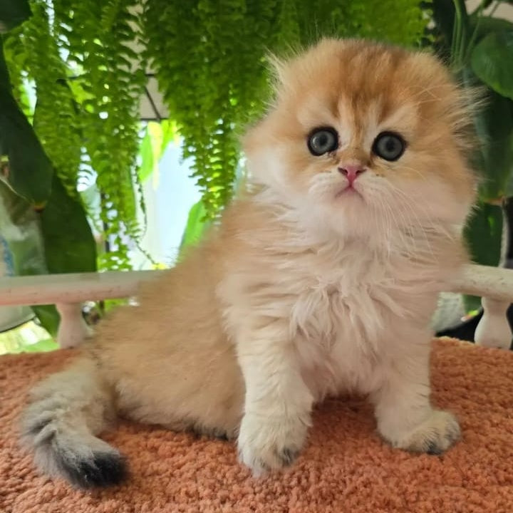 Jin Scottish Fold male, black golden shaded
