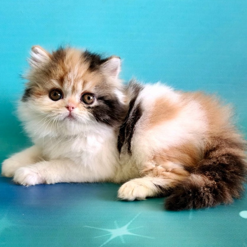 Nora Persian female, black tortie bicolour