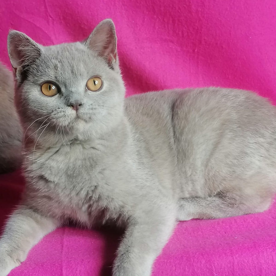 Laska British Shorthair female, lilac tortie