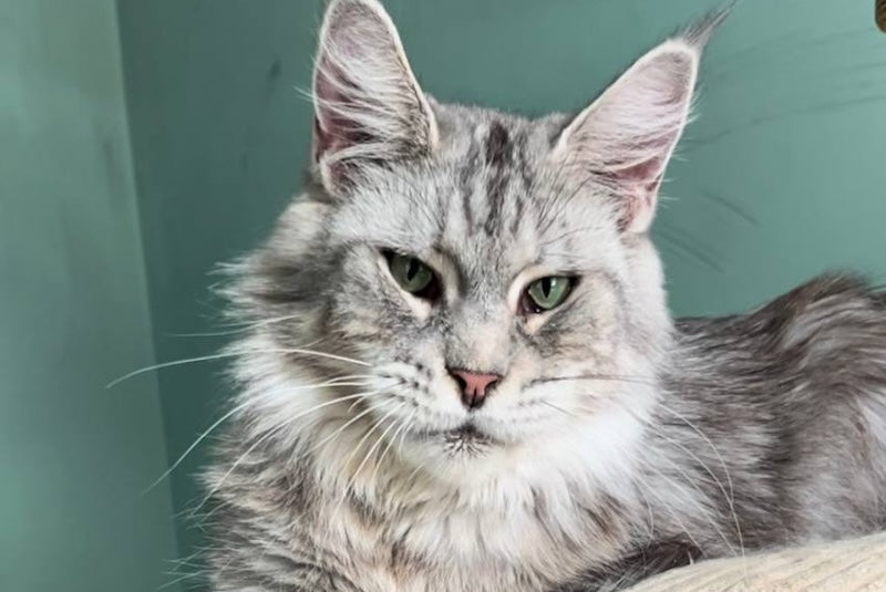 Bumblebee Maine Coon polydactyl male, black silver spotted tabby