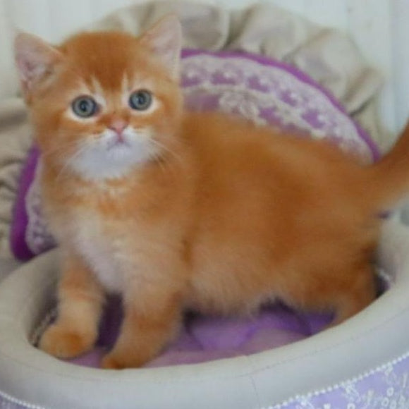 Moshe British Shorthair male, red