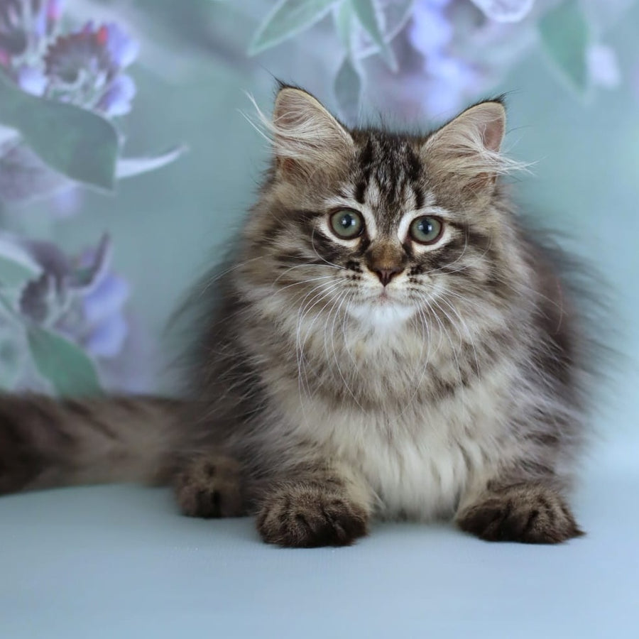 Gemma Siberian female, black spotted tabby