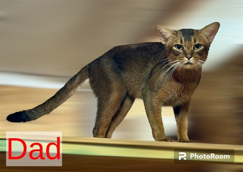 Elsie Abyssinian female ruddy - live animals