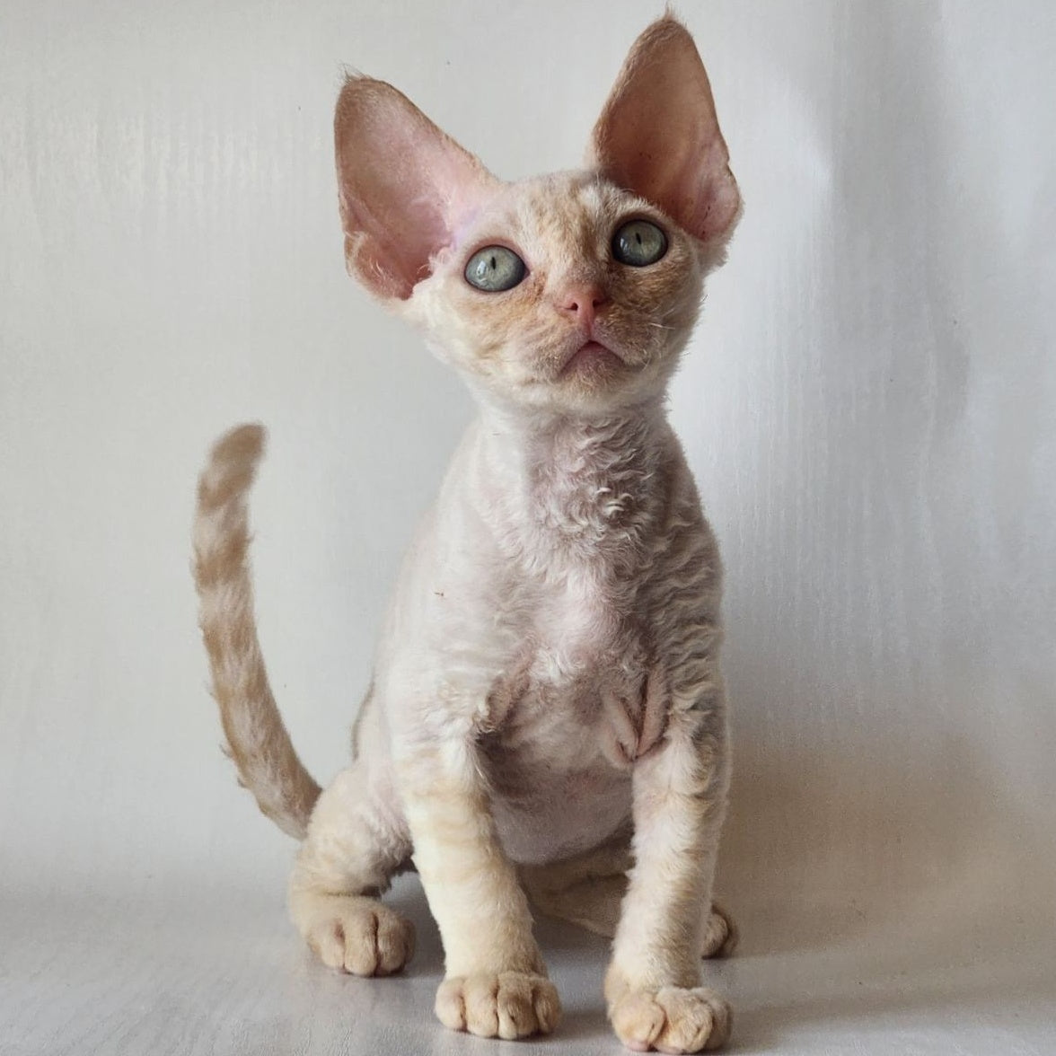 Oskar Devon Rex male, cream