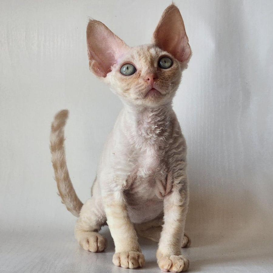 Oskar Devon Rex male, cream