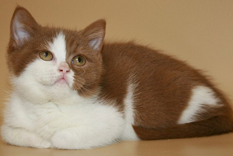 Jasper British Shorthair male, cinnamon bicolour