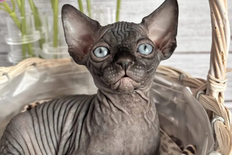 Aziza Canadian Sphynx female black - live animals