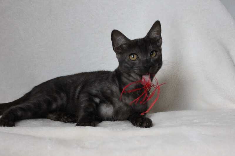Ponti Bengal male, black silver