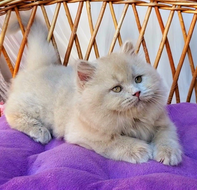 Teo British Longhair male fawn - live animals