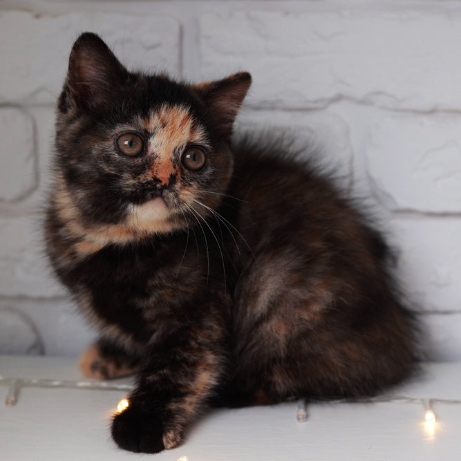 Afina British Shorthair female, black tortie