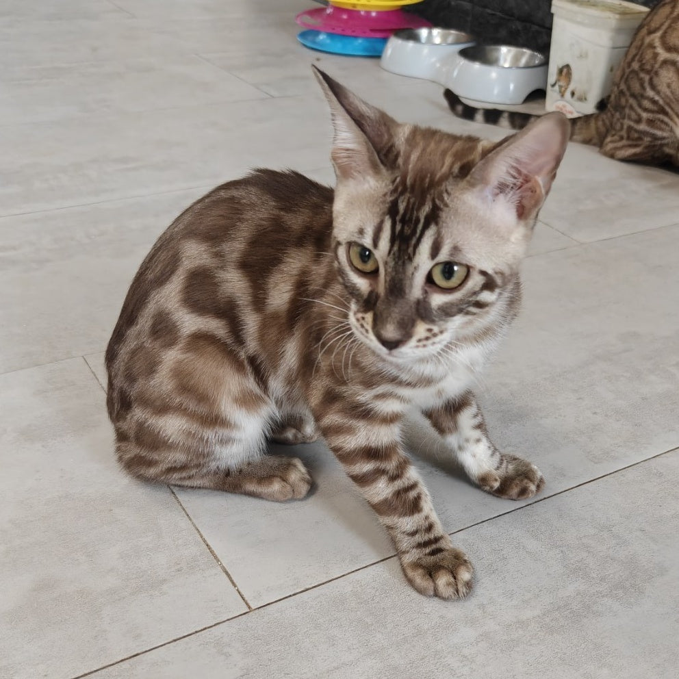 Jason Bengal male, black amber spotted tabby pointed