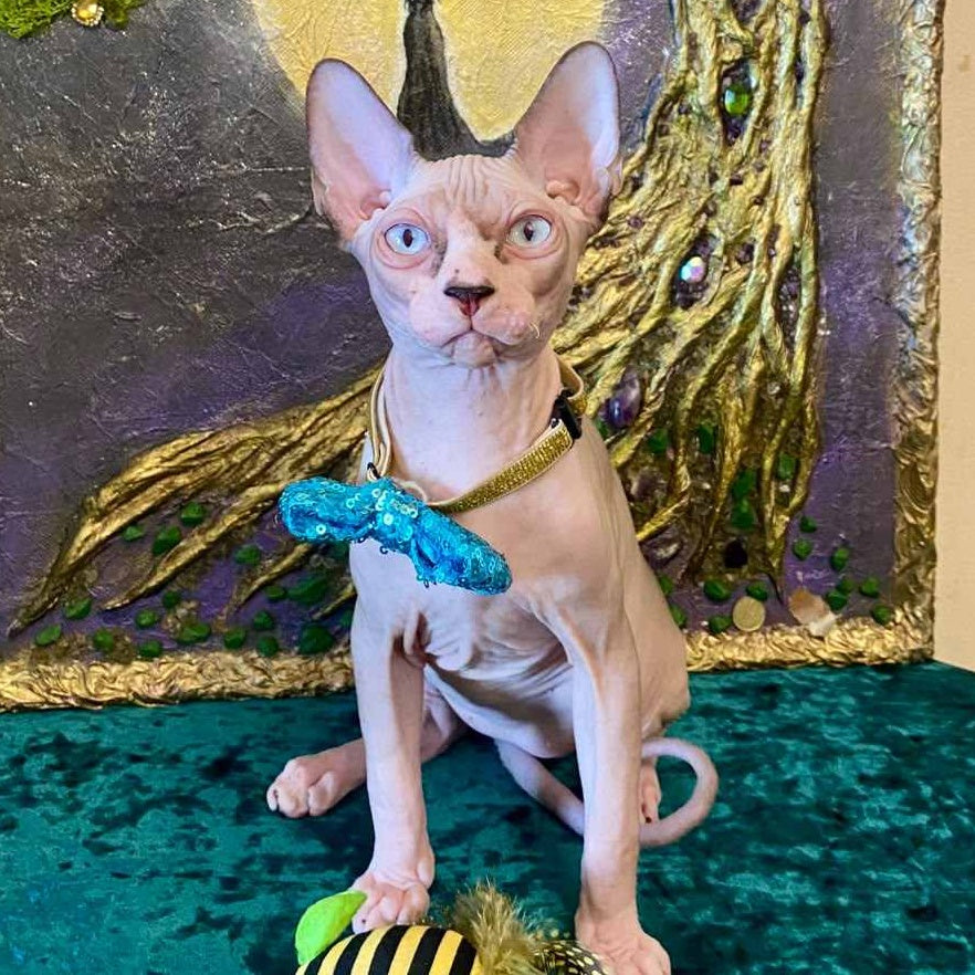 Max Canadian Sphynx male, blue bicolour pointed